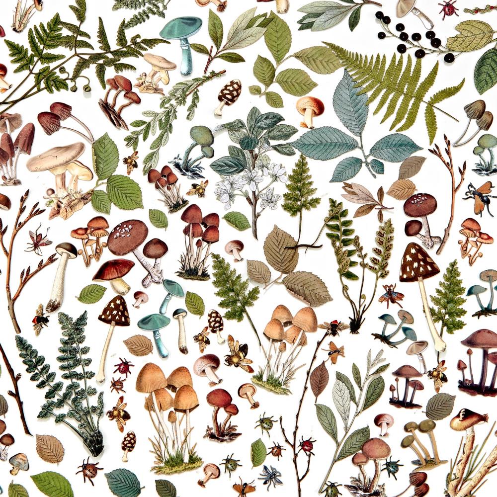 49 and Market Vintage Artistry Nature Study Laser Cut Outs: Mushrooms & Foliage (NS23190)
