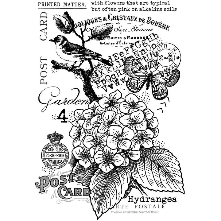 Woodware Singles 4"X6" Clear Stamp: Hydrangea (FRS981)